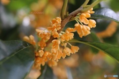 キンモクセイ香る