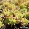これも苔じゃない