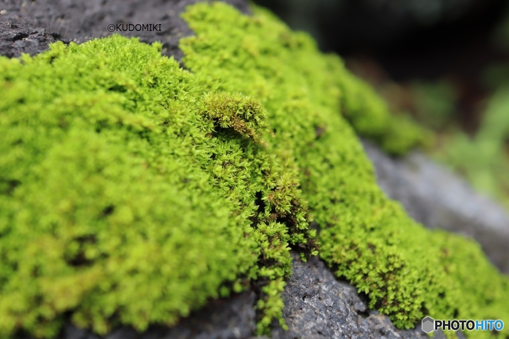 苔の斜面