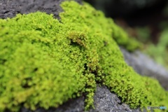 苔の斜面