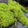 苔の斜面