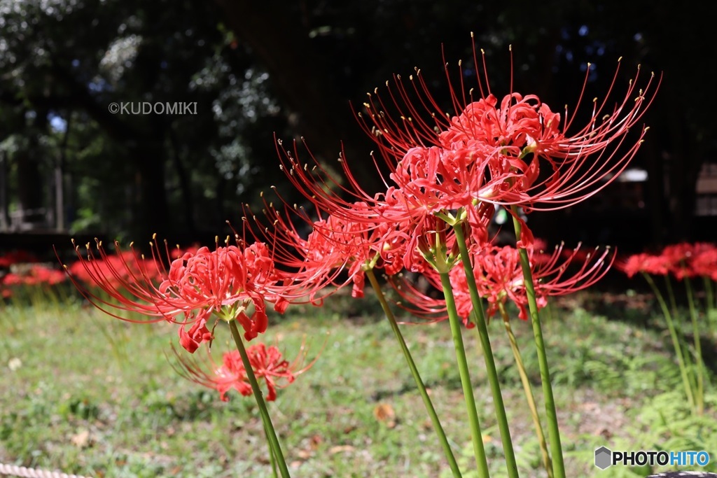 公園に咲くヒガンバナ