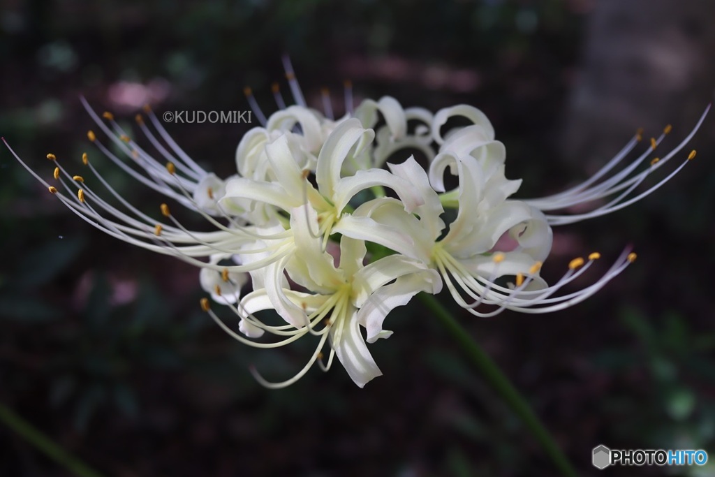 白花曼殊沙華