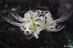 白花曼殊沙華