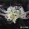 白花曼殊沙華