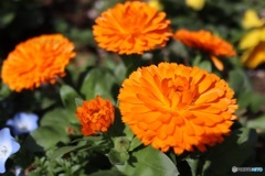 緑道の小さな花壇で