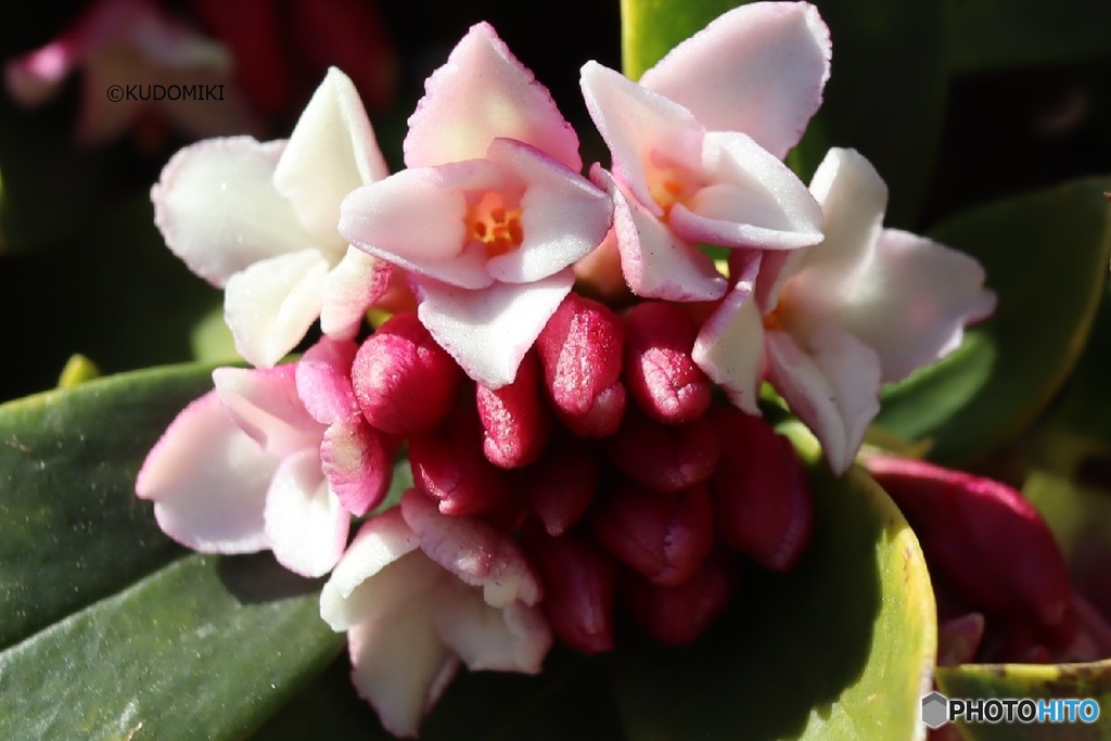 沈丁花
