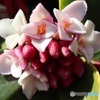 沈丁花