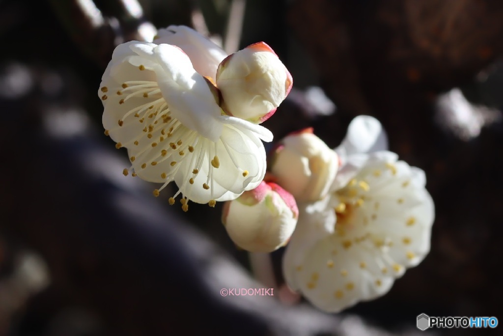 梅の花咲いた