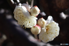 梅の花咲いた