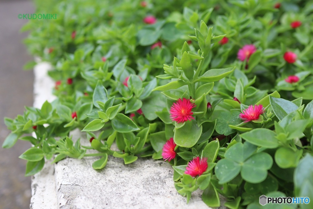 花蔓草