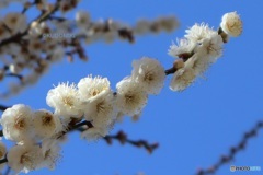 長い枝に連なる