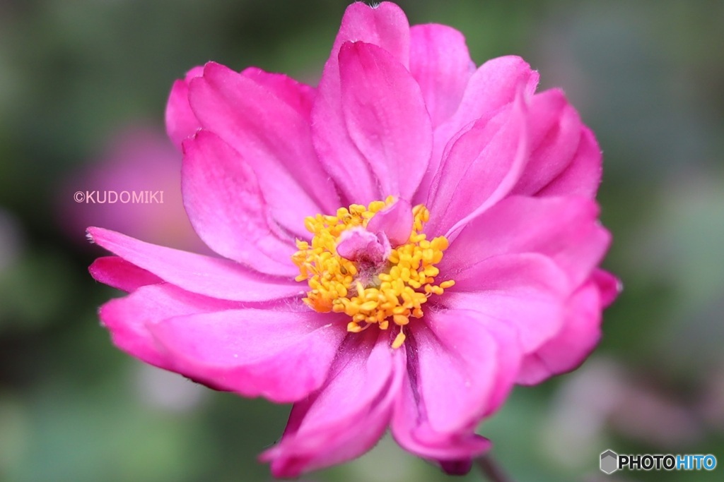 シュウメイギク