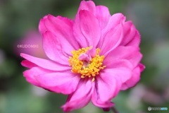 シュウメイギク