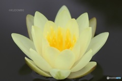 睡蓮