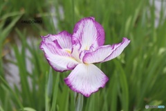 咲きたて花菖蒲