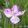 咲きたて花菖蒲