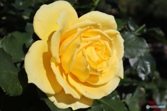 秋の黄色い薔薇
