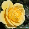 秋の黄色い薔薇