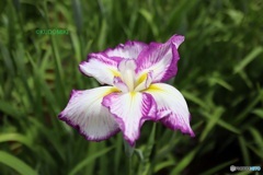 花菖蒲