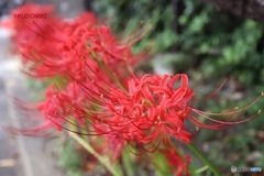 彼岸花