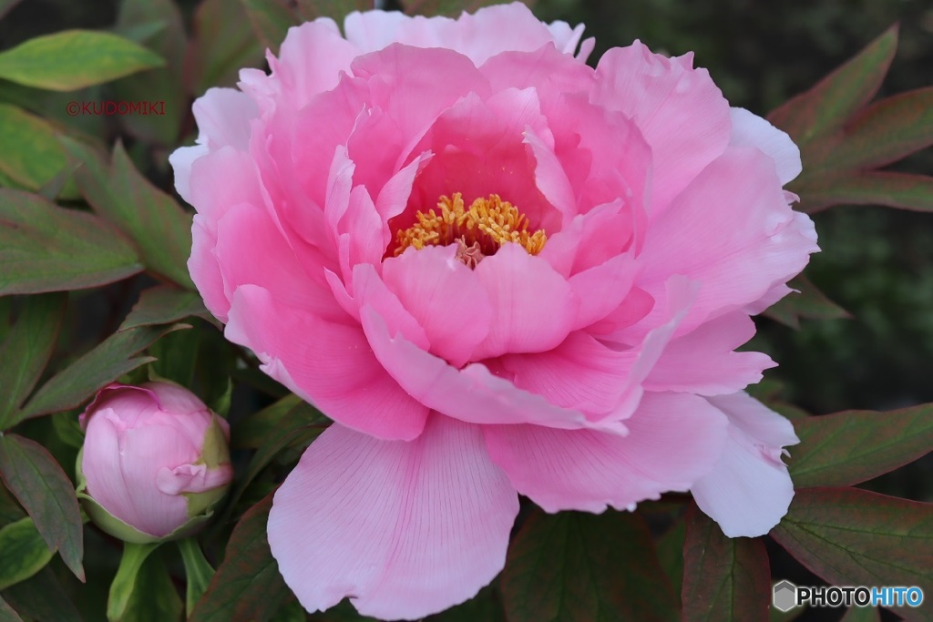 牡丹の花