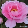 牡丹の花