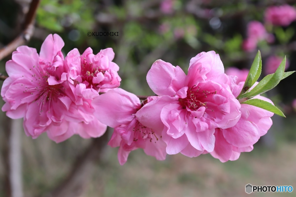 桃の花