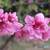 桃の花
