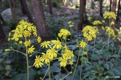 次々開花