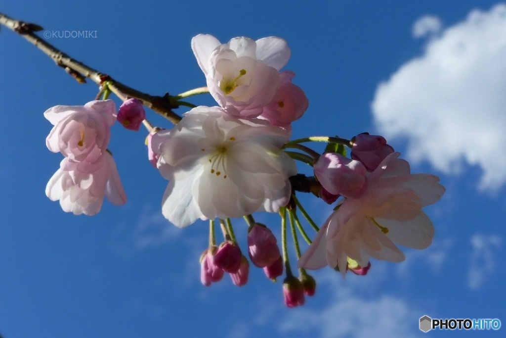 枝垂桜