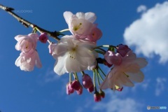 枝垂桜