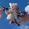 枝垂桜