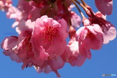 河津桜