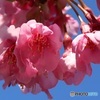 河津桜