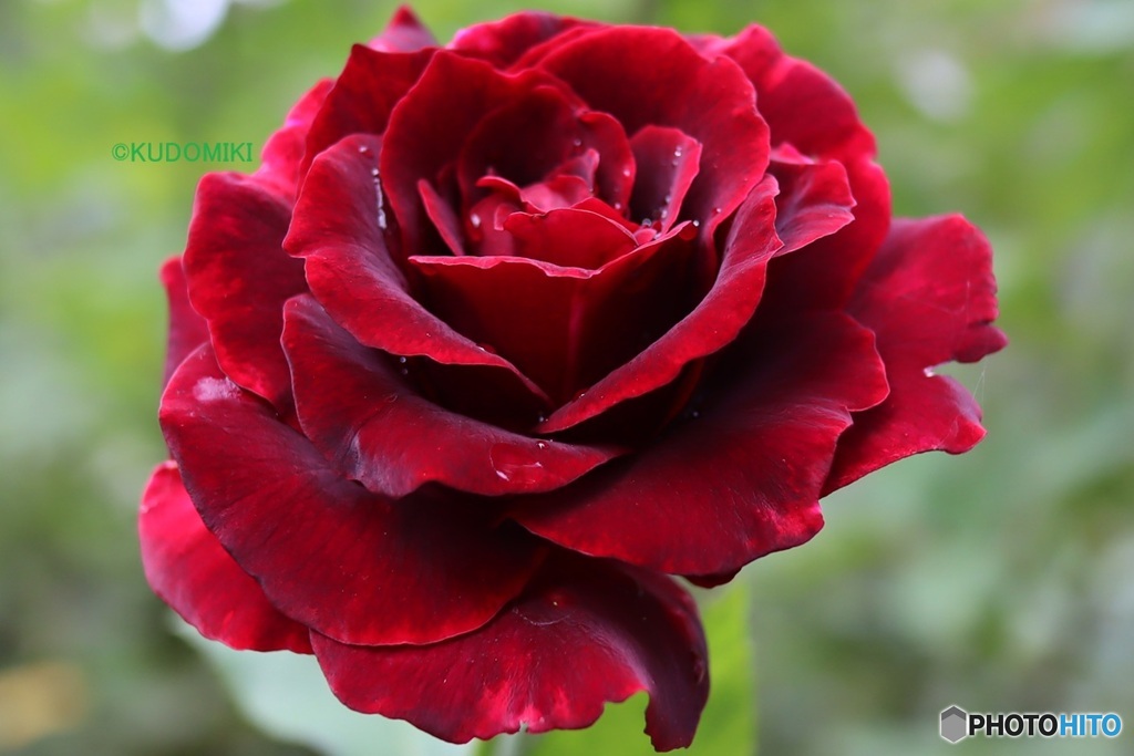 色濃い秋薔薇