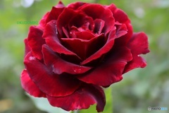 色濃い秋薔薇