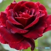 色濃い秋薔薇