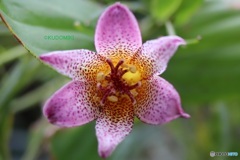 ホトトギスの花