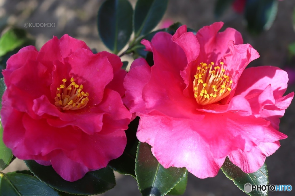 山茶花