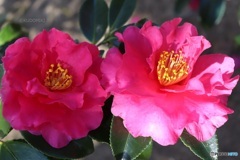 山茶花