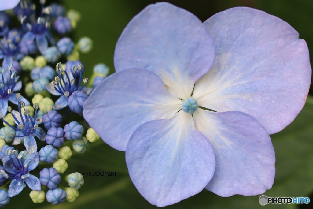 大小の花々