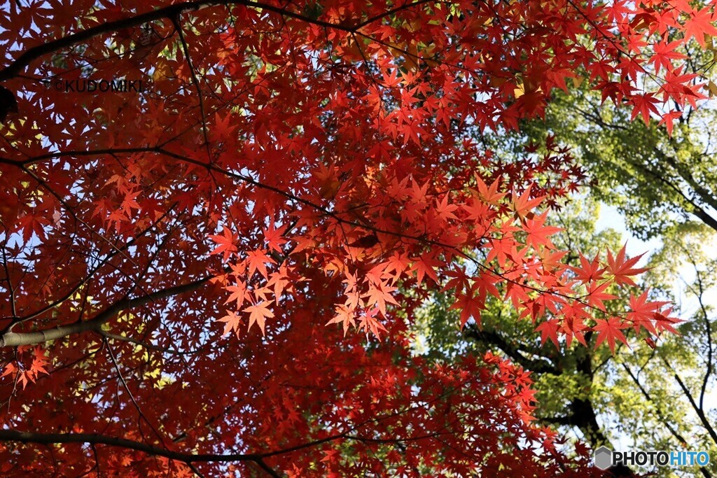 輝くような紅葉