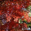 輝くような紅葉