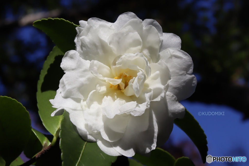 花弁の光沢見える？