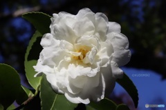 花弁の光沢見える？