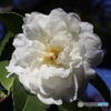 花弁の光沢見える？