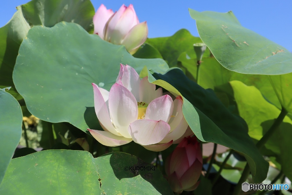 小さな蓮池のある公園で