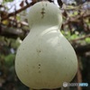 その場で一番大きいやつ