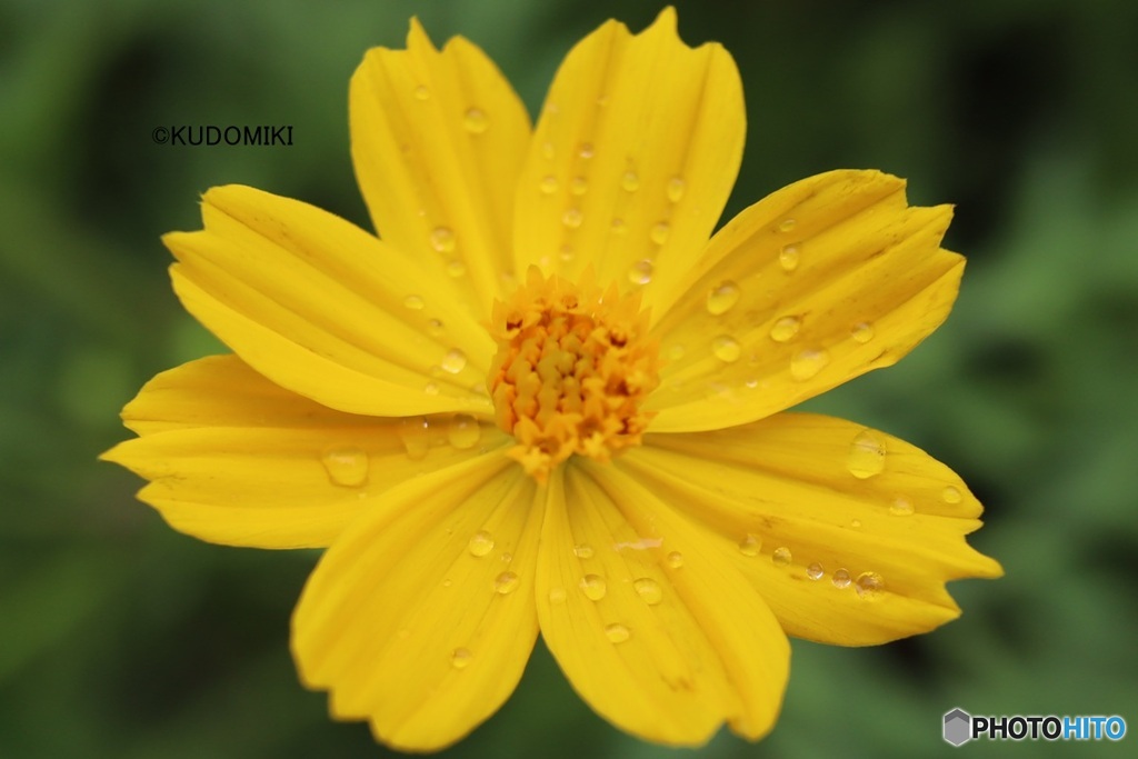 キバナコスモス